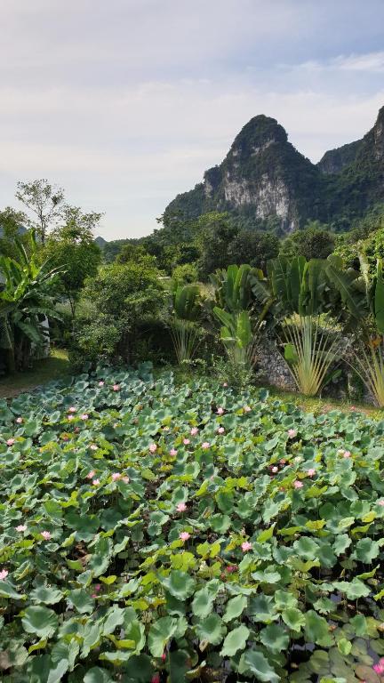 Luxury boutique resort Ninh Binh